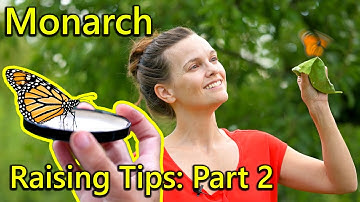 Hatch and Raise Monarch Butterflies – tips and troubleshooting