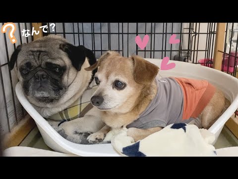 パグをストーカーするチワックス　13歳のチワックスは6歳のパグの事が好きすぎて後ばっかり追っています（多頭飼い）