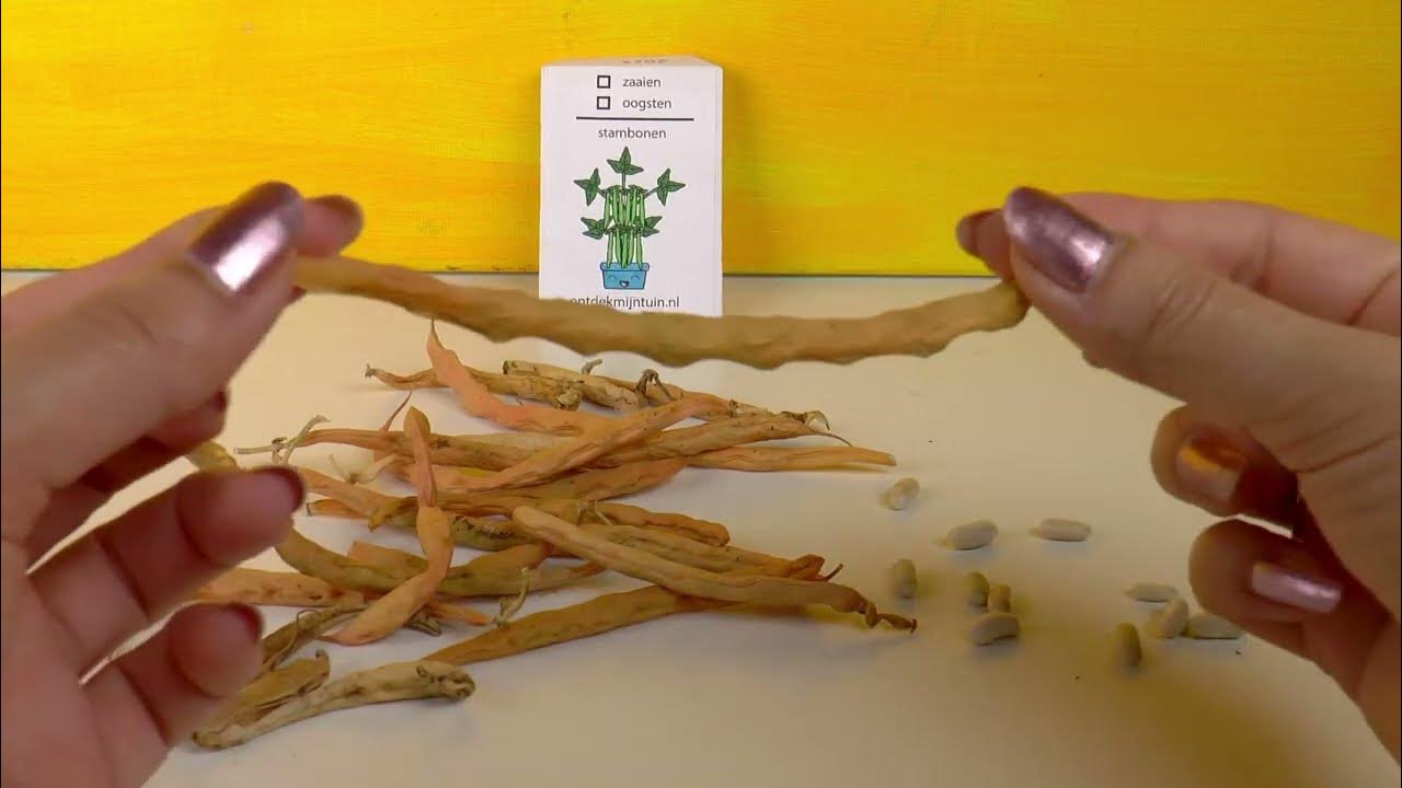 Zaden oogsten en bewaren in zaadpakketten rucola, boontjes en