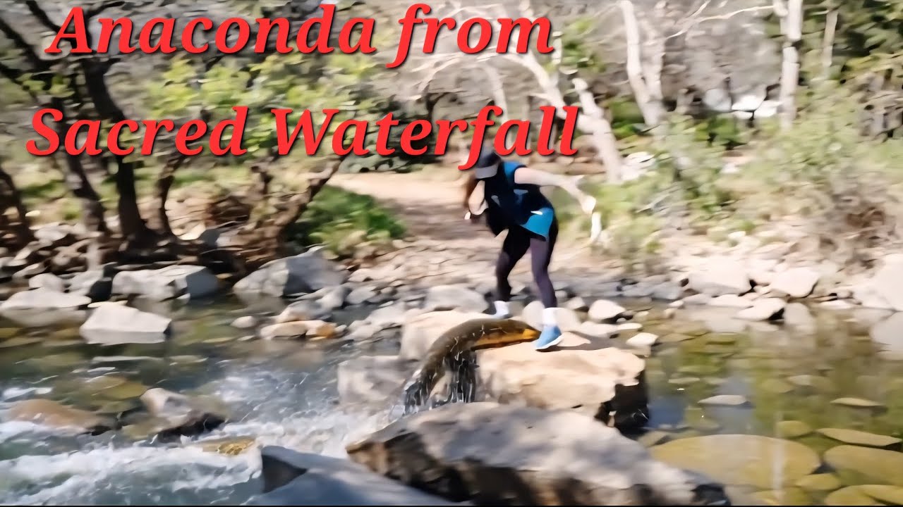 Shocking Anaconda found in Sacred Waterfall  in Elfin Forest. #creature #waterfall @everyone 