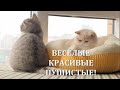 СМЕШНЫЕ ПРИКОЛЬНЫЕ КОТЫ. ВЕСЁЛЫЕ КАДРЫ из жизни кошек #relax