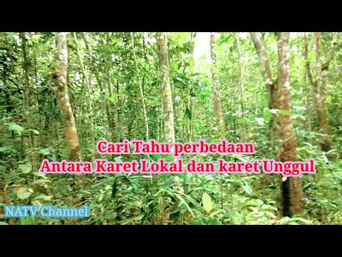 Video: Apa Perbedaan Antara Karet Dan Karet?