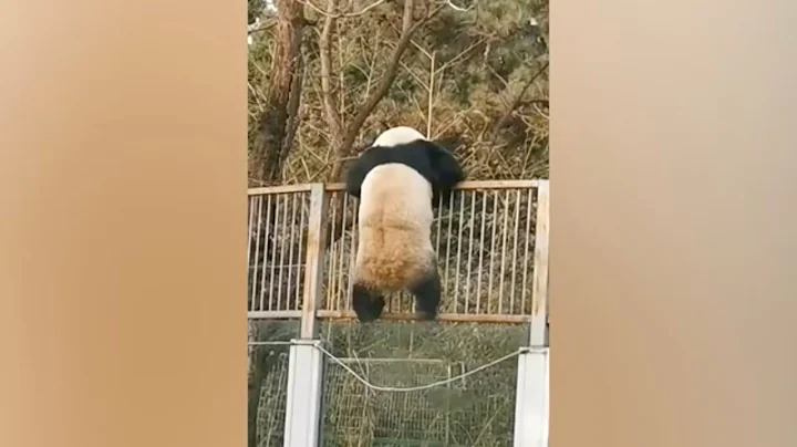 Adorable giant panda tries to break out of enclosure in Beijing, China - DayDayNews