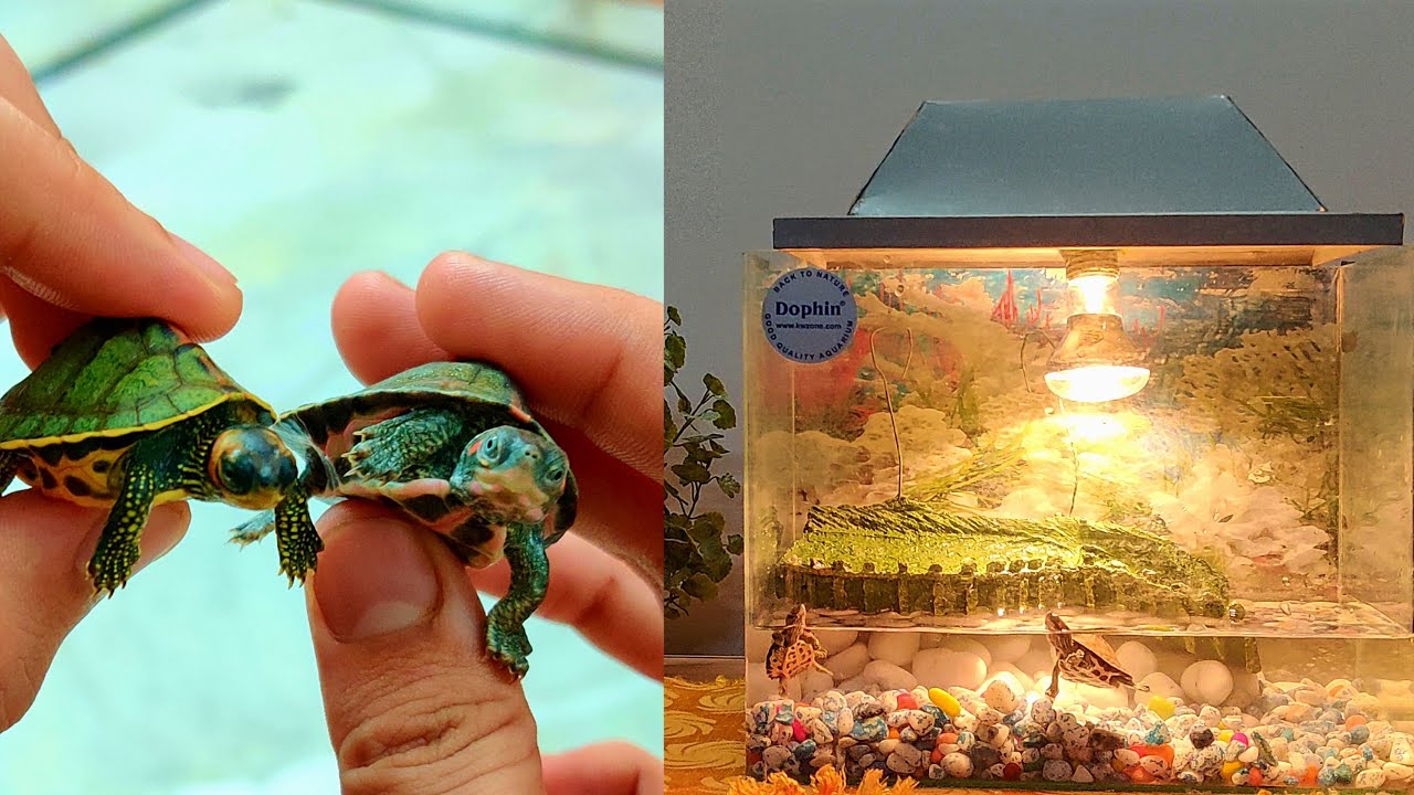 Turtle tank setup / Home or aquarium setup for baby turtles cheap and easy redearedslider YouTube
