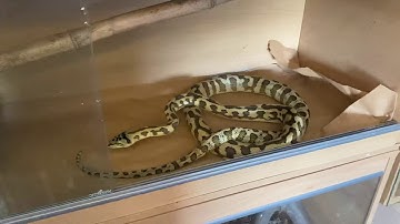 Jungle jaguar carpet python