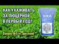 Как ухаживать за люцерной в первый год? Вопрос-5 (01-08-2019)