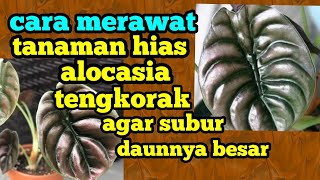 cara merawat alocasia tengkorak agar subur daunnya besar