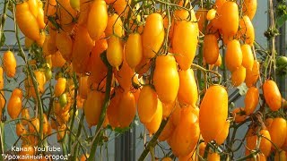 видео Томаты (помидоры). Условия выращивания томатов