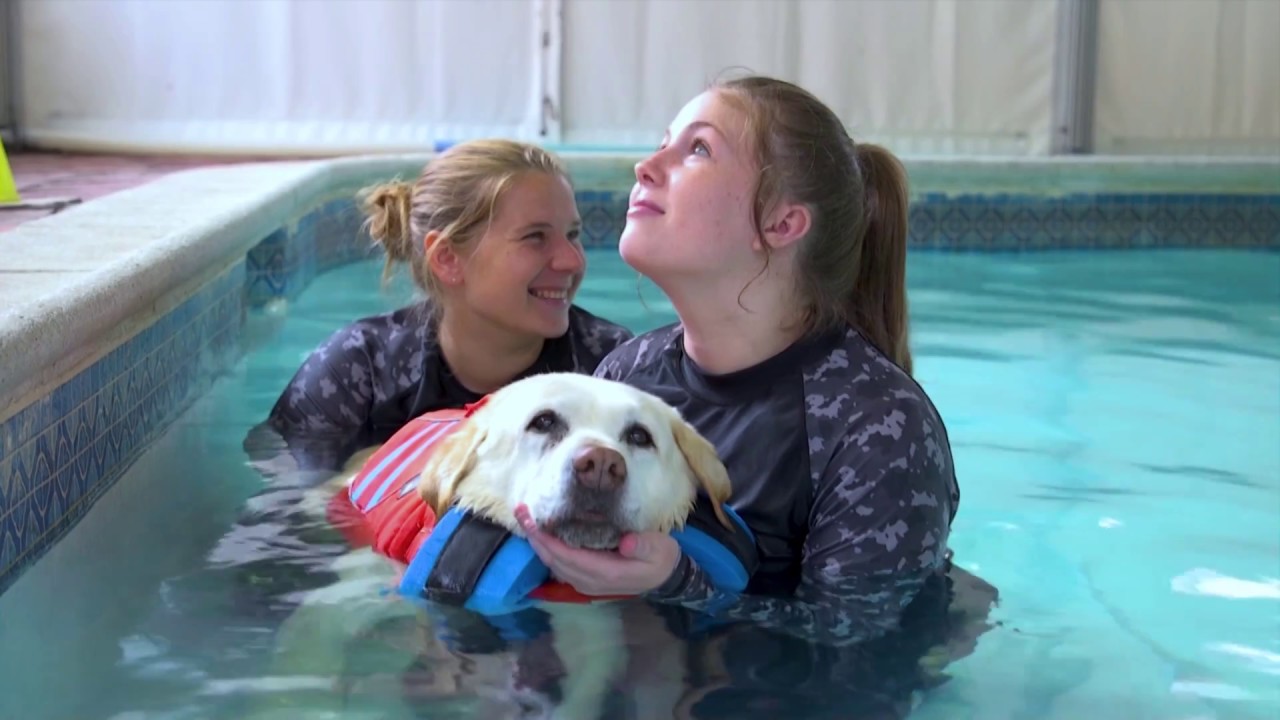 Water Awareness and Pet Safety (Pedigree+Whiskas)