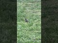 #Robin - signs of #springtime #bird #wildlife