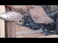 Blacksmith at work