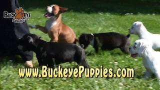 Boxer Puppies