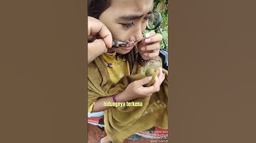 ini mah mancing cewek cantik bukan mancing ikan #mancing #bocil #cemas