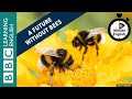 Is there a future without bees? 6 Minute English