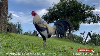 Download lagu MARK LIMPBISZKIT ( BRUTOS GREY LINE ) - LIMPBISZKIT GAMEFARM IN BATANGAS CITY PHILIPPINES