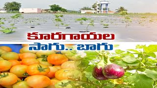 Farmers Cultivating Vegetables in 100 Acres | Aims Earning Double Profit | in Wanaparthy