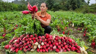 Harvesting red radish garden goes to market sell  Cooking  Puppy  Live with nature.