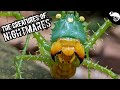 HUGE, WEIRD, and TERRIFYING Invertebrates of the Amazon Rainforest!