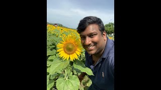 SunFlower With ChickenFry