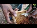 Como capturar un enjambre  de abejas en un árbol muy alto