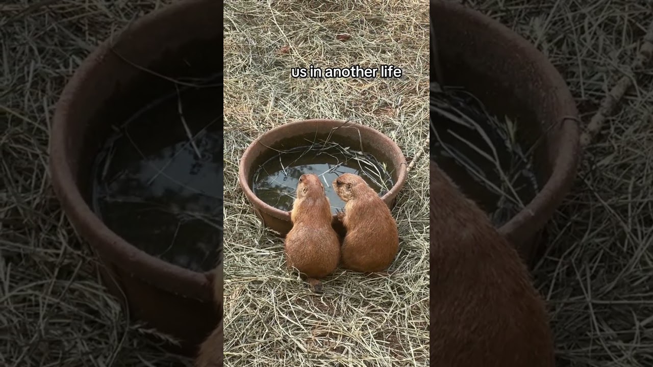 Us in another universe 