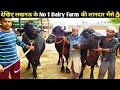 देखिए लखनऊ के No 1 Dairy Farm की सुंदर व शानदार मुर्रा भैंसें👌/Best Buffalo Dairy Farm In Lucknow,UP
