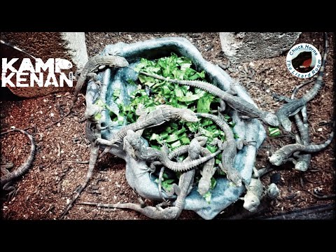 Honduran Spinytail Baby Iguanas!