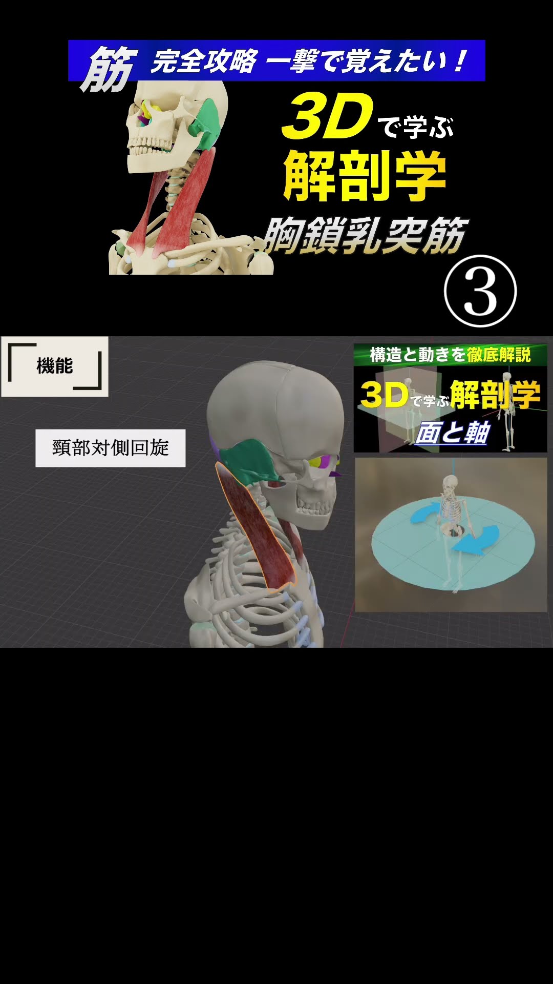 分担 解剖学 2 (Anatomy 2) 分担解剖学: 脈管学・神経系 (第2巻) | 平沢 興, 岡本 道雄 |本