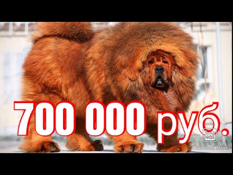 Топ 10 самых