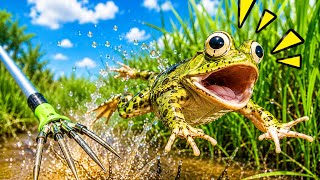 How fast can we catch all the frogs in the swamp!