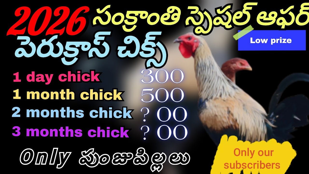 సంక్రాంతి 2026 ఆఫర్ only పుంజులు 