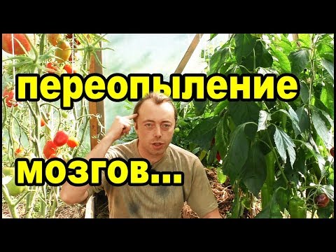 Переопыление перцев - обман! Сладкий и острый перец вместе!