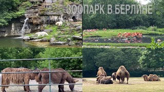 ЗООПАРК БЕРЛИН-ЛИХТЕНБЕРГ/МЕДВЕДИ НА АРЕНЕ)))/Tierpark Berlin #жизньвгермании#поздниепереселенцы#