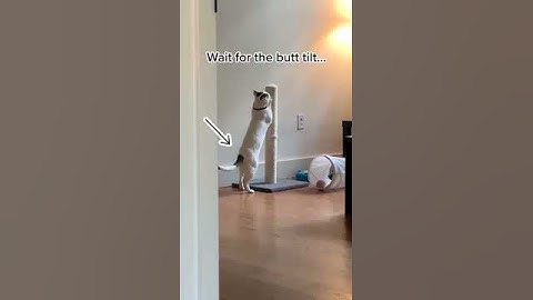 Pole Dancer Kitty Performing On The Cat Scratcher