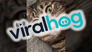 Cat Had Too Much Catnip || ViralHog