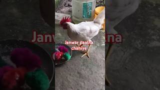 Janwar #shortvideo #animals #hadeesknowledge #islamicknowledge