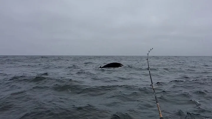 Fishing June 2020