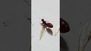 Hormiga reina se quita las alas