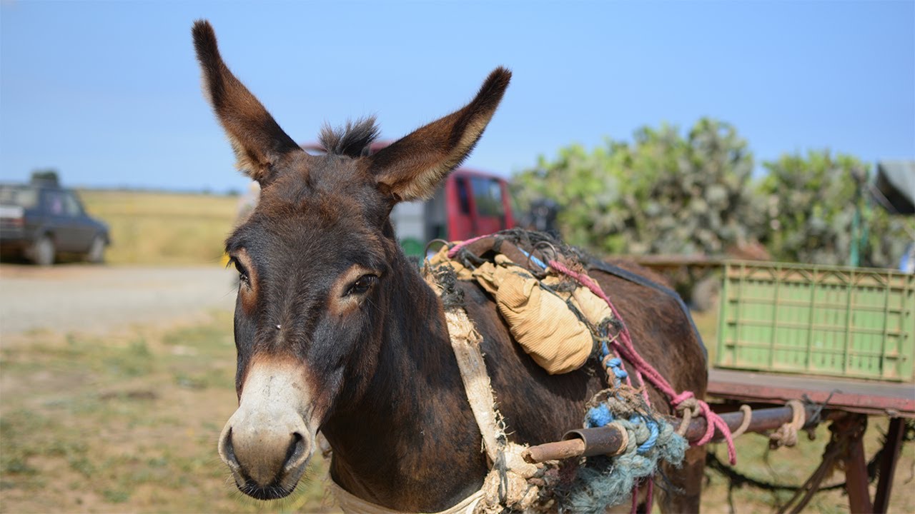 Animal Week Morocco (2017)