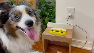 TREAT-A-MATIC  Machine Learning with BBC Micro:bit by Uniq Perspektive 360 views 2 years ago 2 minutes, 34 seconds