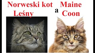 Maine Coon a Norweski Kot Leśny  PORÓWNANIE