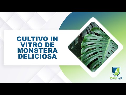 Video: Monstera, Los Secretos Del Cultivo