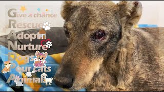 @Takis Shelter |  Grandpa's  Rescue Story!