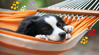 Música para cachorro acalmar e dormir