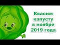 Лучшие дни для квашения капусты в ноябре 2019 года. Когда заквасить вкусную капусту на зимнее время