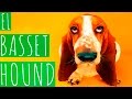 EL BASSET HOUND の動画、YouTube動画。