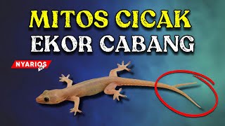 MITOS CICAK EKOR CABANG | pertanda jika kita melihat cicak ekor bercabang