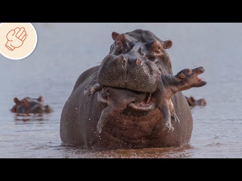 差勁的動物父母！滅掉自己的孩子