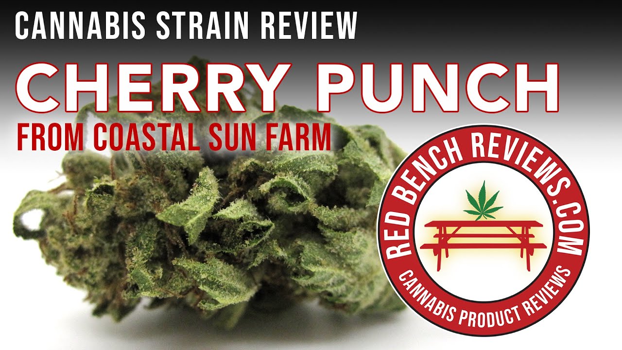 Coastal Sun Farm | Обзор сорта Cherry Punch | 26% ТГК!