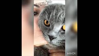 Burcu Özberk Kedileriyle Olan Muhteşem Görüntulerinden Paylaşdı